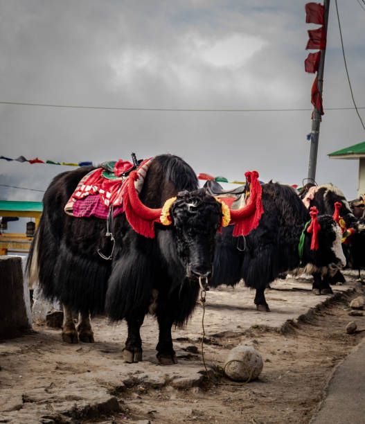 sikkim
